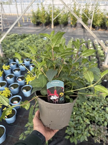 Fuchsia snowcap hardy - fuchsia,