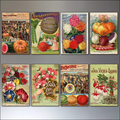Vintage botanical seed - vintage, packet