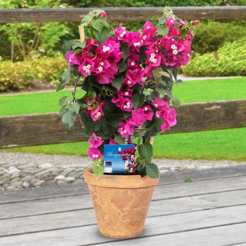 Trellis trained bougainvillea - trellis,