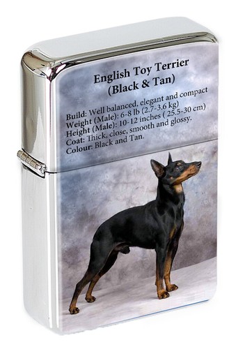 English toy terrier black - toy, &