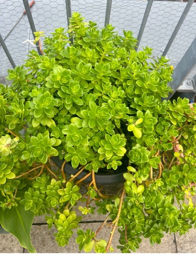 Hardy sedum jade plant plug - jade,