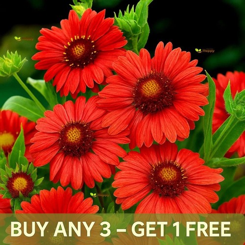 Blanket flower burgundy 40 - blanket,