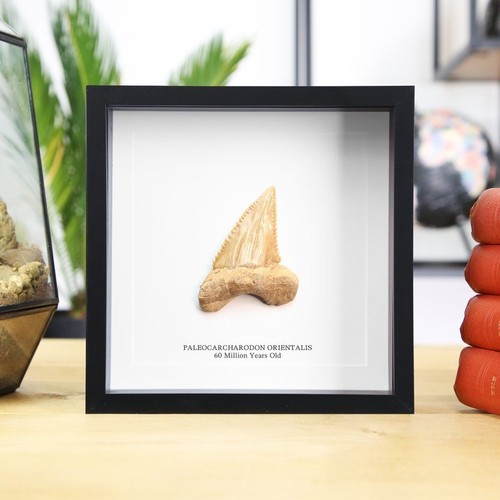 Paleocarcharodon shark tooth - paleocarcharodon,