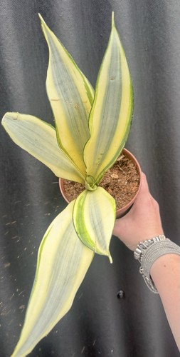 Sansevieria green ghost - sansevieria,