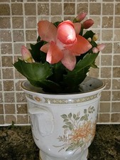 Christmas Cactus Orange Rooted