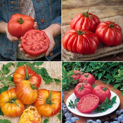 Beefsteak tomato seeds huge - beefsteak,