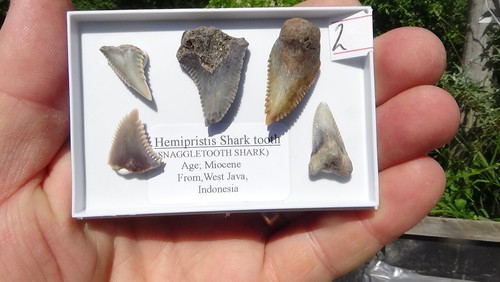 Sellection of hemi shark - of,