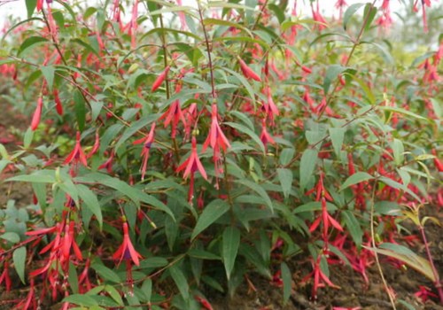 Fuchsia hatschbachii 9cm pot - fuchsia,