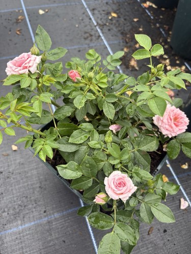 Miniature patio rose plant - patio,