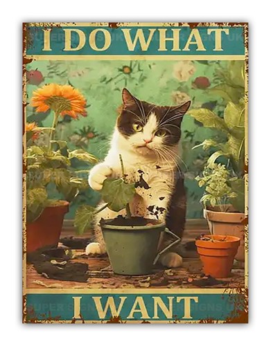 Funny cat what - ", do