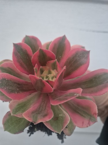 Aeonium qing cheng pink - pink, |