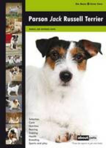 Parson jack russell terrier - parson,