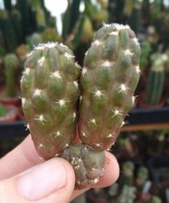 Variegated Cintia knize