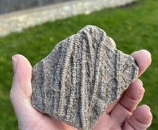 Rare Jurassic Pentacrinites Crinoid Lily Stems Fossil Watchet Somerset