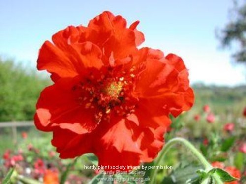 Geum scarlet tempest plants - geum,
