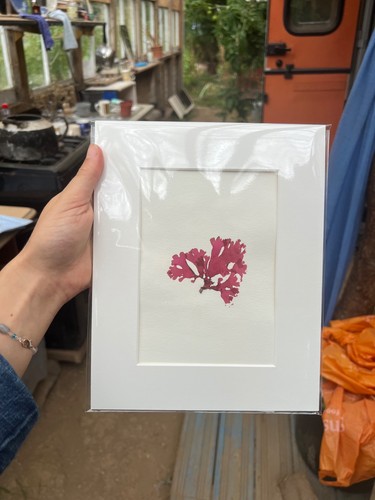 Original seaweed print - seaweed,