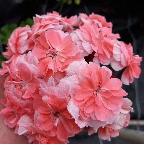 Pelargonium cara rose - pelargonium,
