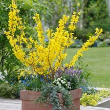 DWARF FORSYTHIA  * MINIGOLD  *