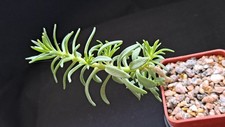 Sedum frutescens CAUDICIFORM