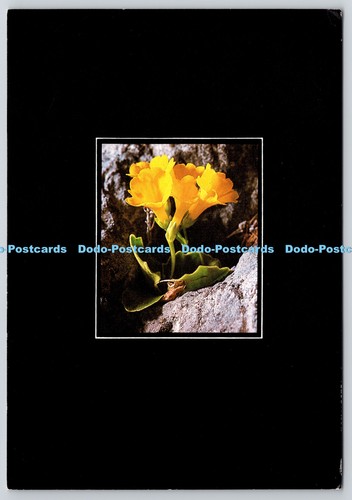 L377880 primula auricula - l377880,