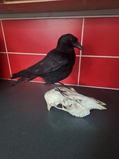 Taxidermy Carrion Crow On Red Deer Skull (Corvus Corone) Not Endangered