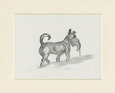 SCOTTISH TERRIER CARRYING RAT OLD 1938 KF BARKER DOG SKETCH PRINT READY MOUNTED