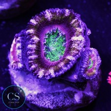 CS Purple Heart Acan - WYSIWYG
