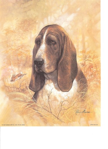 Basset hound print - hound, by