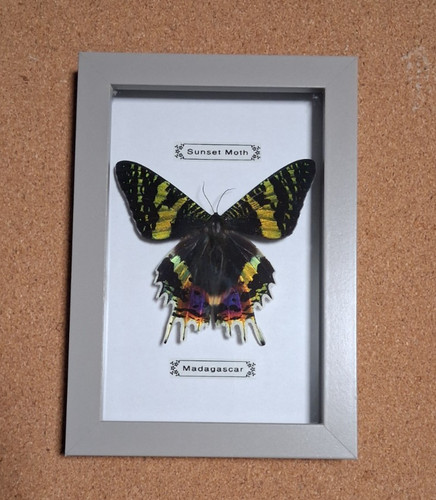 Taxidermy real framed - taxidermy,