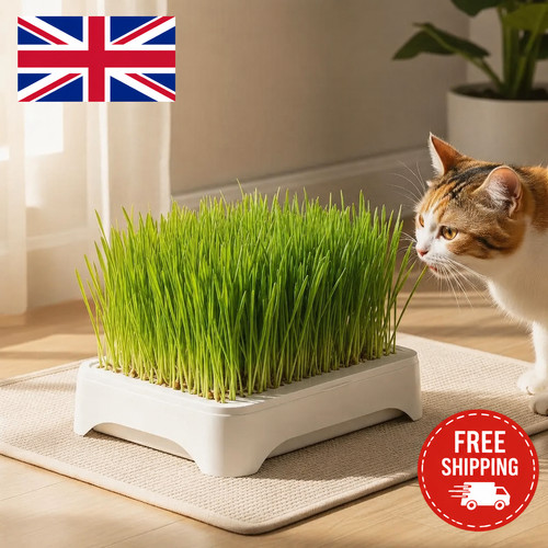 Cat grass growing kit - growing,