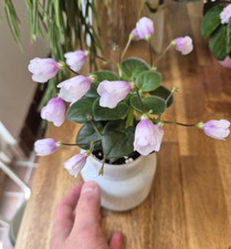 Miniature African Violet