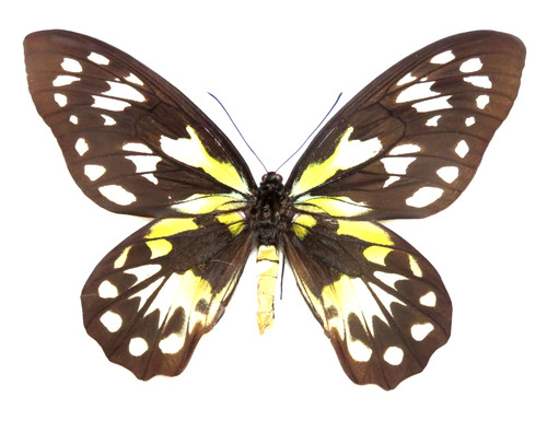 Ornithoptera victoriae