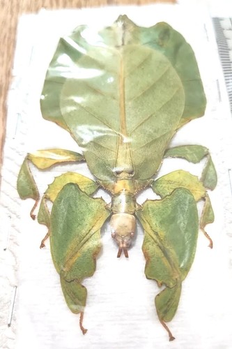 Phyllium pulchrifolium female - phyllium,
