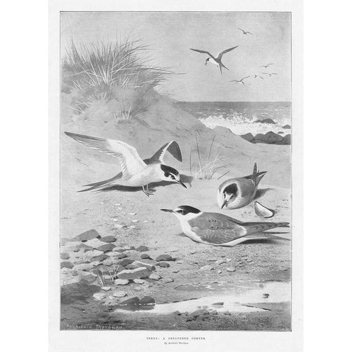 Archibald thorburn terns a - archibald,