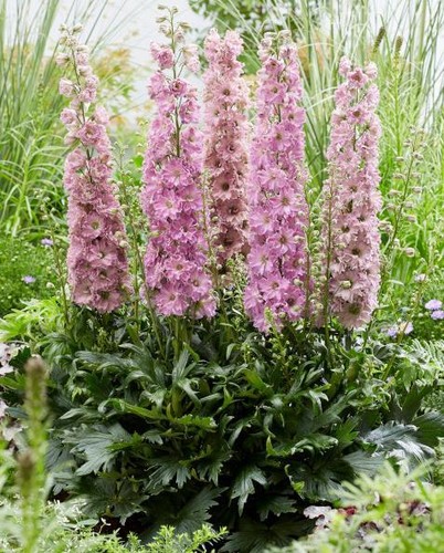 Delphinium delgenius juliette - delgenius,