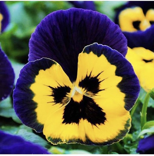 100 viola pansy swiss - x,