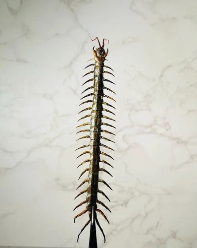 Real scolopendra subspinipes - real,