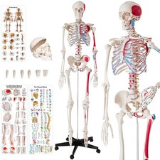 Skeleton human anatomical - skeleton,