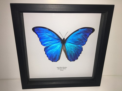 Giant blue morpho - giant,