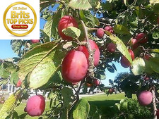 Big Juicy Victoria Plum Tree