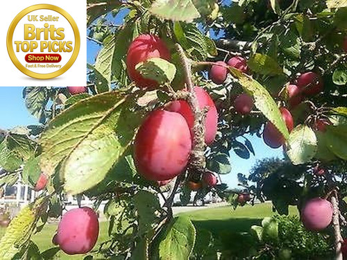 Big juicy victoria - juicy, plum