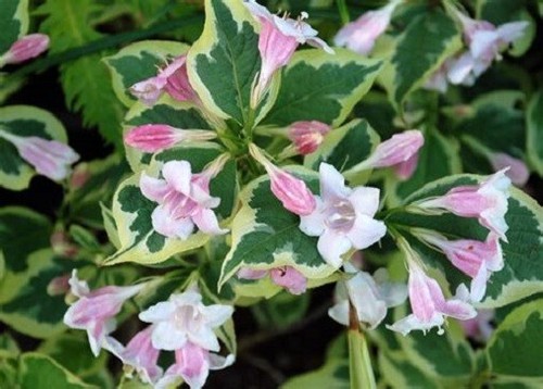 Weigela florida variegata - weigela,