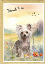 Chinese crested hairless - chinese,