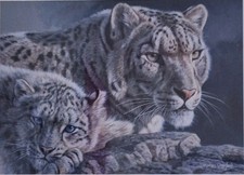 'Snow Child' by Stephen Gayford, Leopard Signed Print, 36×42cm, 746/1100 Next DD