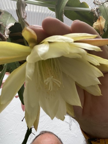 Epiphyllum plantfully rooted - epiphyllum,