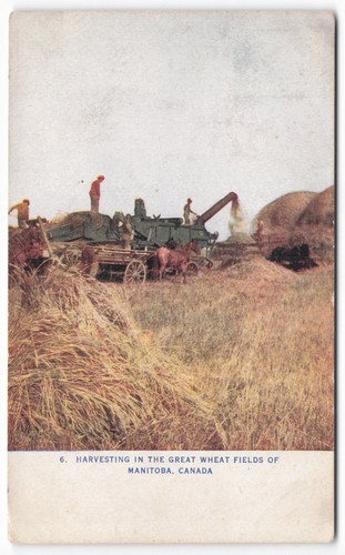 Vtg 1908 manitoba canada wheat - vtg,