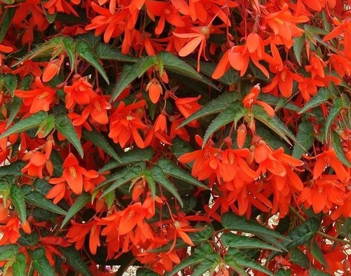 Begonia boliviensis - begonia,