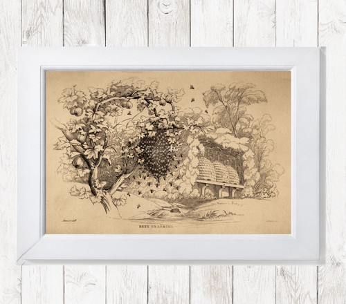 Poster apiary honey bees - honey,
