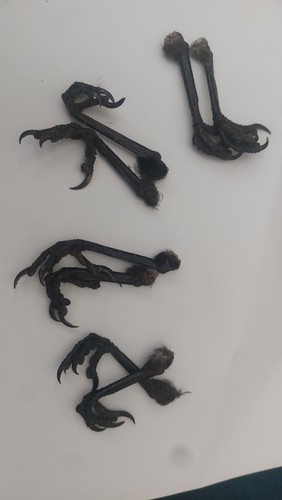 Pairs dried crows feet - ,