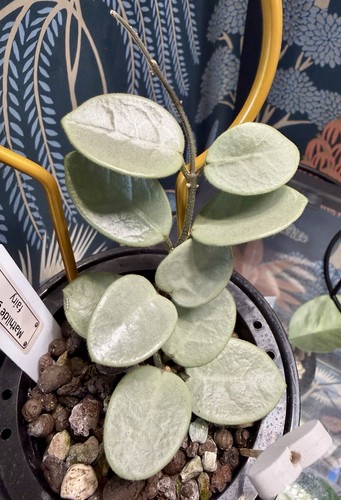 Hoya mathilde grey fairy - mathilde,